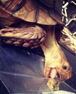 Макс Максимов