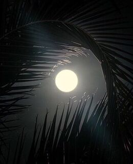 مومنتو موري