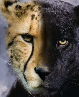 Саша Король